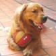 Carilo y su pelota favorita (Verano 2010)